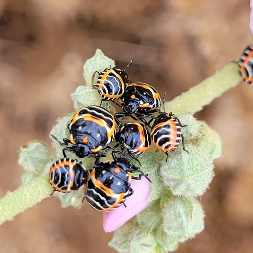 iNaturalist observation photo of Harlequin Bug