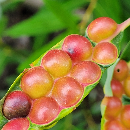 iNaturalist observation photo of Willow Apple Gall Sawfly