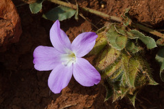 Barleria macrostegia