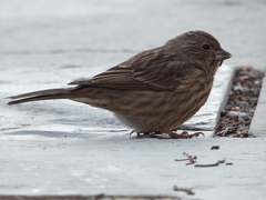 Carpodacus davidianus