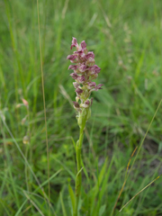 Anacamptis coriophora
