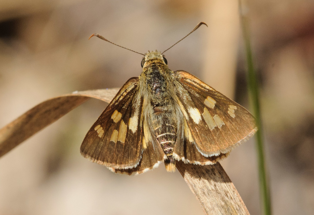 Rare White-spot Skipper