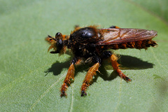 Pogonosoma maroccanum