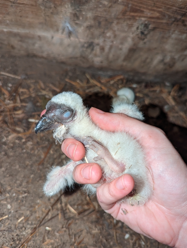 Turkey Vulture in May 2023 by cricketgreen. Eggs laid Apr. 14, hatched
