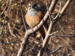 Emberiza godlewskii