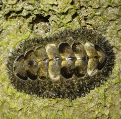 Acanthopleura gemmata