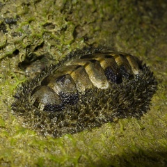 Acanthopleura gemmata