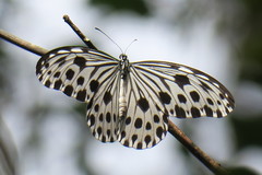 Ideopsis gaura
