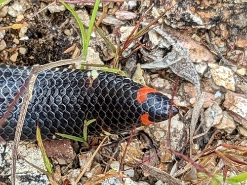 Boulenger's Pipe Snake