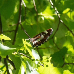 Neptis rivularis