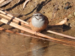 Emberiza godlewskii