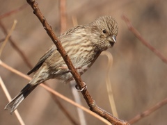 Carpodacus davidianus