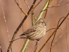 Carpodacus davidianus