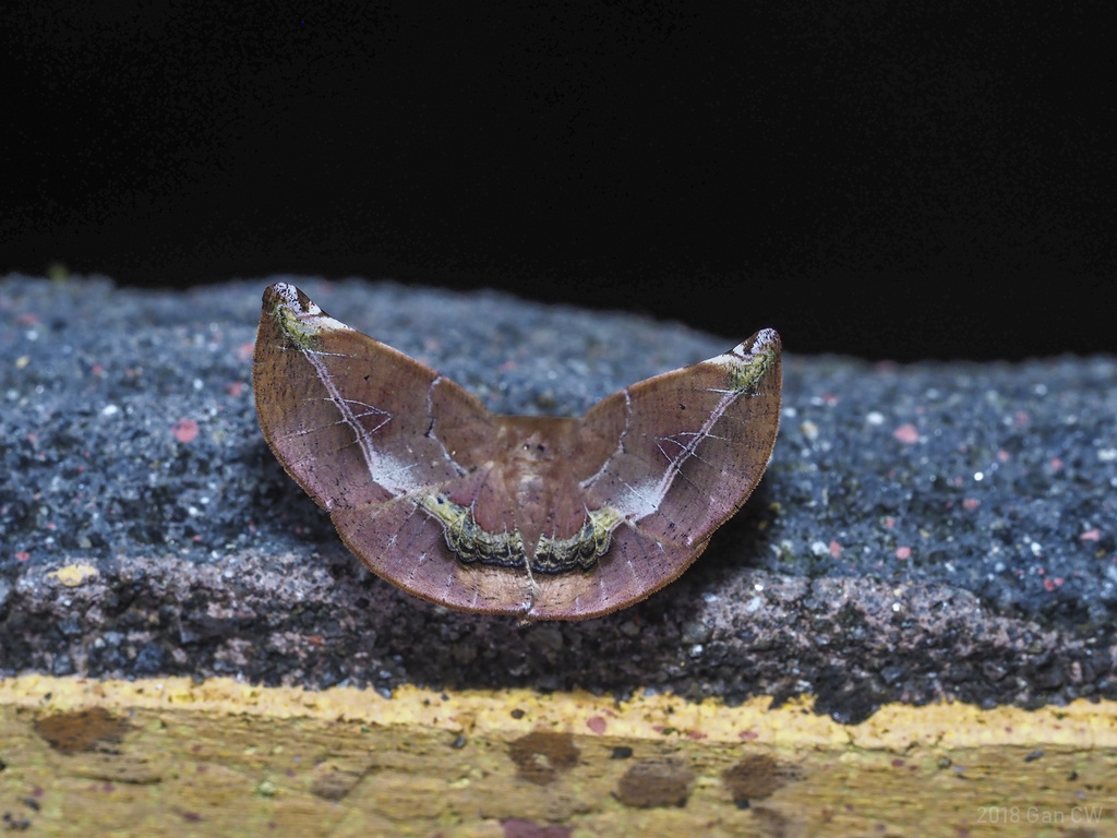 Garaeus conspicienda