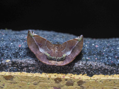 Garaeus conspicienda