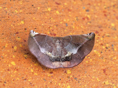 Garaeus conspicienda