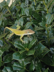 Anolis carolinensis