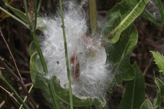 Xysmalobium undulatum