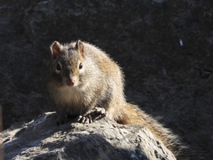 Sciurotamias davidianus