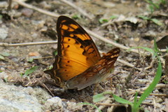 Vagrans sinha
