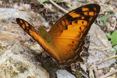 Vagrans sinha