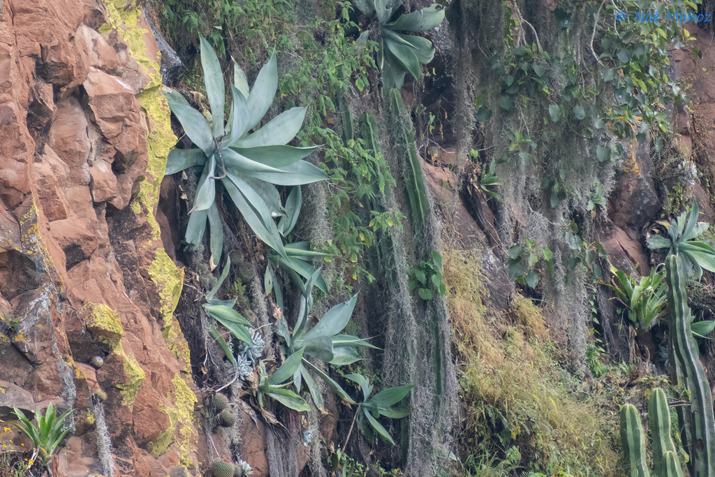 Agave martaelenae