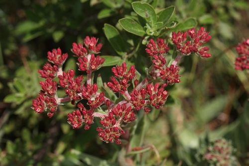 grassland red crassula