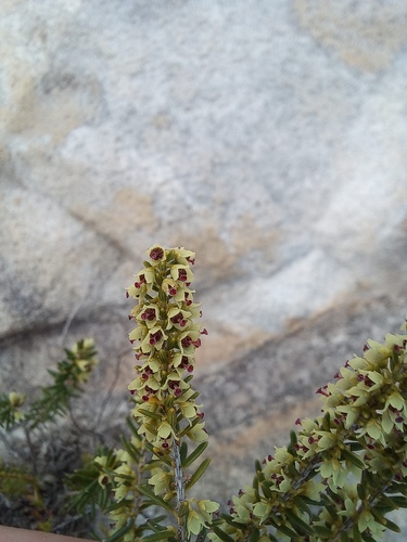 Avistamiento Erica scoparia