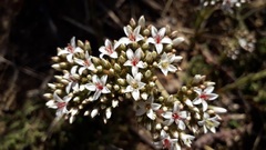Crassula scabra