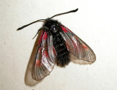 Zygaena exulans