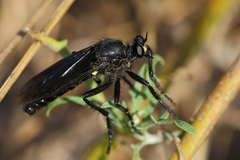 Dasypogon