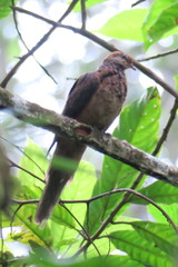 Macropygia ruficeps malayana