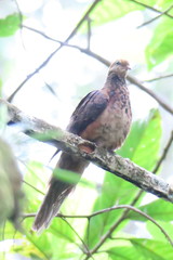 Macropygia ruficeps malayana