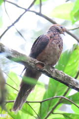 Macropygia ruficeps malayana