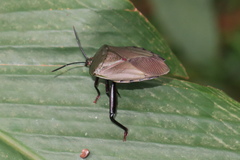 Tessaratomidae