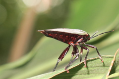 Tessaratomidae