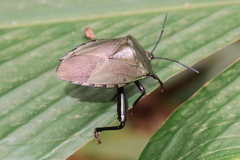 Tessaratomidae