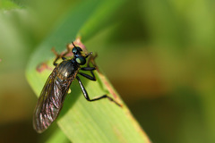 Dioctria atricapilla