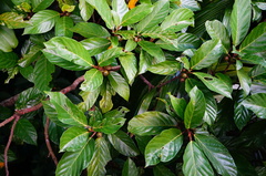 Ficus fistulosa