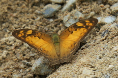 Vagrans sinha