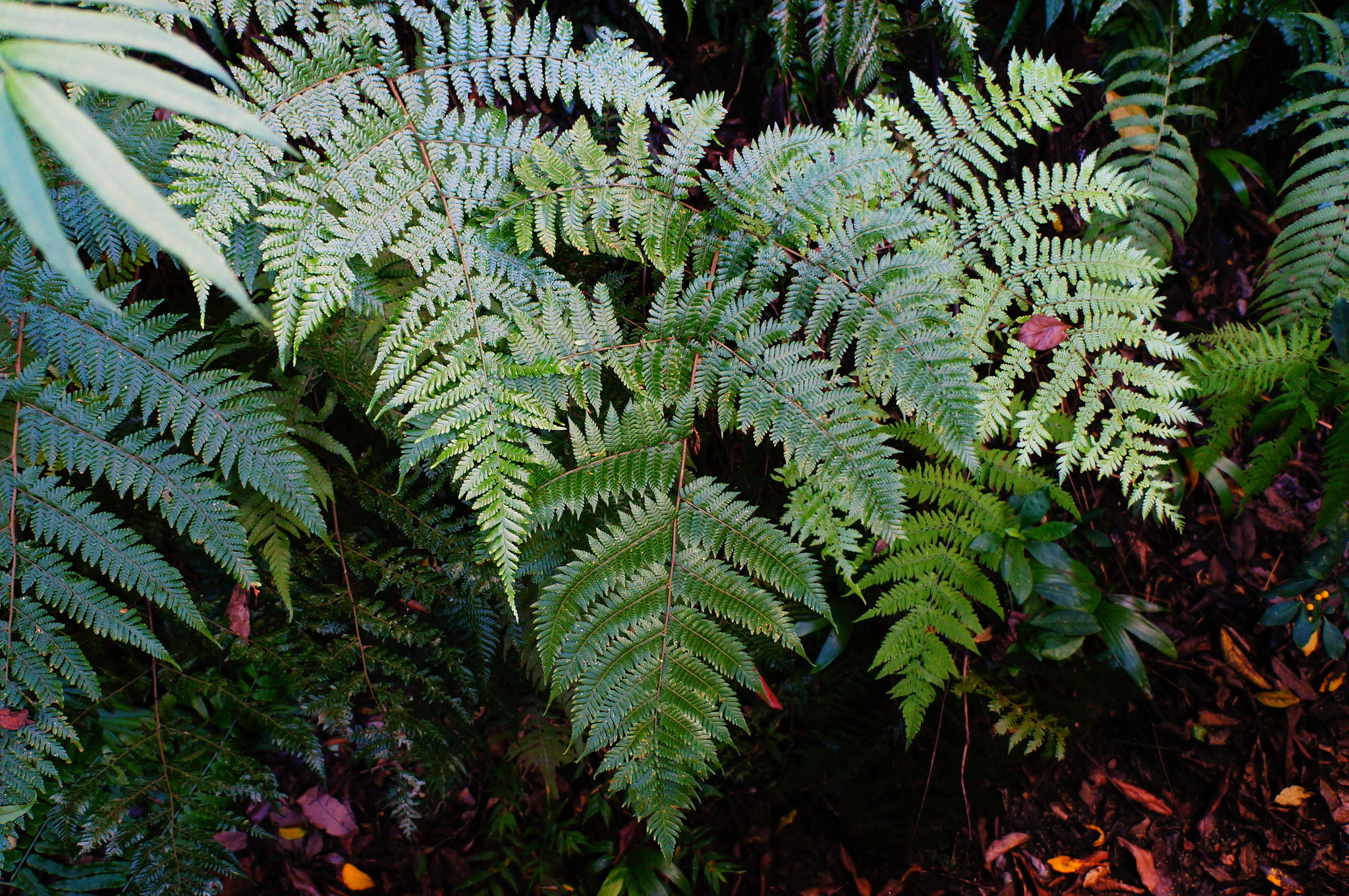 Ctenitis subglandulosa
