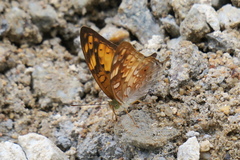 Vagrans sinha