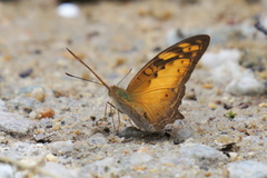 Vagrans sinha