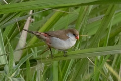 Fawn-Breasted Waxbill photo 2