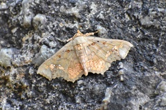 Lopharthrum comprimens