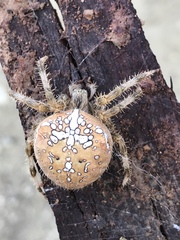 Araneus pallidus