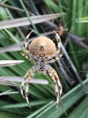 Araneus pallidus