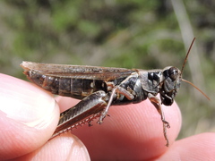 Melanoplus bispinosus