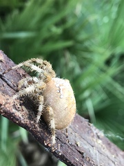 Araneus pallidus