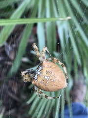 Araneus pallidus